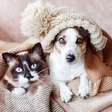 8 impactos do frio na saúde de cães e gatos