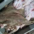 Esquema criminoso de pescado ilegal é descoberto em Guaíba