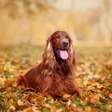 4 características do cachorro da raça setter irlandês