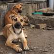 Polícia Civil investiga mortes suspeitas de cães em Osório