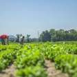 Excedentes da agricultura viram renda com apoio industrial