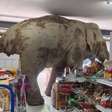 Elefante foge de parque, invade mercado e só sai depois de comer doces