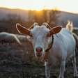 8 curiosidades interessantes sobre as cabras