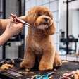 Profissão grooming está muito além de banho e tosa de pet
