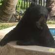 Urso invade quintal, curte hidromassagem e acaba capturado com rosquinha nos EUA