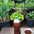 Adubo caseiro de borra de café que serve para qualquer planta que você tiver no quintal