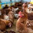 Exportações de frango recuam após gripe aviária, mas BB projeta retomada