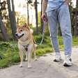 Tutores de cães que não limparem fezes das ruas podem ser multados em até R$ 190 mil na Espanha