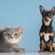 Entra em vigor lei que proíbe tatuagens e piercings em cães e gatos