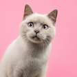 14 nomes para gatos inspirados na cultura geek