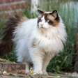 7 raças de gato mais tranquilas