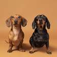 Você sabe qual é o pet do seu signo? Descubra!