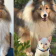Cachorras conquistam web ao "adotarem" filhote de gato em SP: 'Estão inseparáveis'