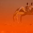 Mês de Câncer: como seu signo pode aproveitar