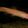 Peixe-vampiro é encontrado na África: morre sob a luz do sol