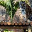 Casal de tigres-de-bengala chega ao Zoológico de SP; veja vídeo e saiba como visitar
