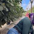 O medo dos imigrantes que se escondem de batidas de Trump na 'capital mundial do morango'