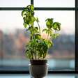 Se você tem bicarbonato de sódio em casa, tem um tesouro: ele é um grande aliado para nossas plantas e jardins
