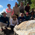 Fóssil de tartaruga gigante extinta há 13 milhões de anos é encontrado no Acre