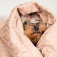Saiba como proteger seu pet nestes dias de muito frio