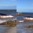 Carcaça de baleia é avistada por banhistas na Praia de Acaú, na Paraíba; veja vídeo