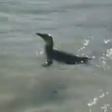 Pinguim é visto nadando na Praia do Flamengo, na Zona Sul do Rio; veja vídeo