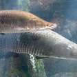 Pra quem não viu: Youtuber viralizou com peixe gigante na Amazônia