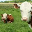 Vaca-louca: Como proteínas podem infectar seres vivos?