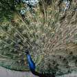 Plumas espetaculares: As aves mais belas do mundo