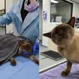 Gato passa por ciclo completo em máquina de lavar e sobrevive