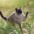 4 características do gato da raça thai