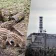 Há anos nos perguntávamos por que os javalis de Chernobyl eram tão radioativos; resposta não tinha a ver com o acidente
