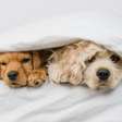 Veterinária recomenda cuidados especiais para cães no frio