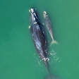 Fotógrafo registra momento fofo entre baleia e filhote em praia de SC