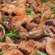 Se você tem coco em casa, tem um tesouro: você pode usá-lo para purificar a sua água