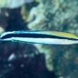 Pesquisa aponta inteligência que impressiona em espécie de peixe