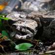Surgimento de cobras em áreas urbanas ocorrem em várias partes do país