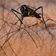 Cresce risco de transmissão de dengue e chikungunya na Itália