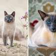 7 diferenças entre os gatos das raças thai e siamês