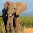 O que significa ter 'memória de elefante'? Entenda de onde vem a expressão