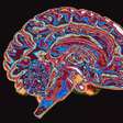 Os seres humanos são corruptos por natureza? O que diz a neurociência