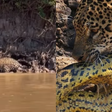 Sucuri cai de árvore e é atacada por onça-pintada no Pantanal; assista ao vídeo