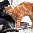 Cães e gatos vira-latas são os pets preferidos dos brasileiros