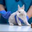 Crueldade nunca mais! Câmara dos Deputados aprova PL que proíbe testes cosméticos em animais
