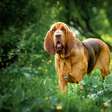 4 características do cachorro da raça bloodhound
