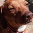 Cachorro morre degolado em invasão a casa em SP; só câmeras foram levadas