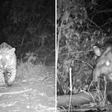 Animais são flagrados 'espiando' câmeras camufladas no Pantanal; veja