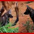 Novos filhotes de lobo-guará são apresentados no zoológico de São Paulo