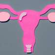 A surpreendente mobilidade do útero e por que ela é fundamental para o sistema reprodutor feminino