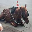 Cavalo exausto cai em rua de Tramandaí enquanto puxava carroça com carga pesada